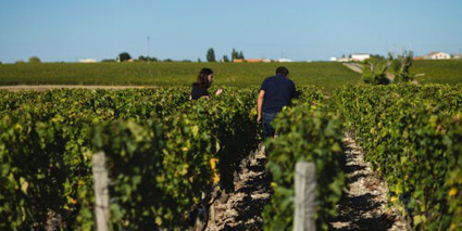 Chateau Grand Puy Ducasse Ernte